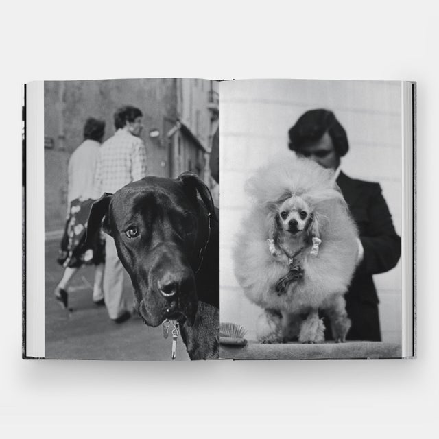 Gray DogDogs Photography Book For Sale - Image 8 of 12