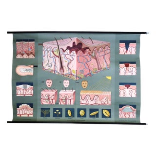Pull-Down Anatomical Wall Chart by Hagemann, Düsseldorf, 1970s For Sale