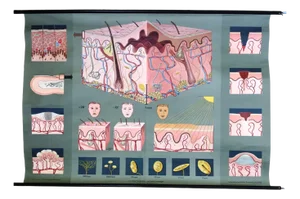 Pull-Down Anatomical Wall Chart by Hagemann, Düsseldorf, 1970s
