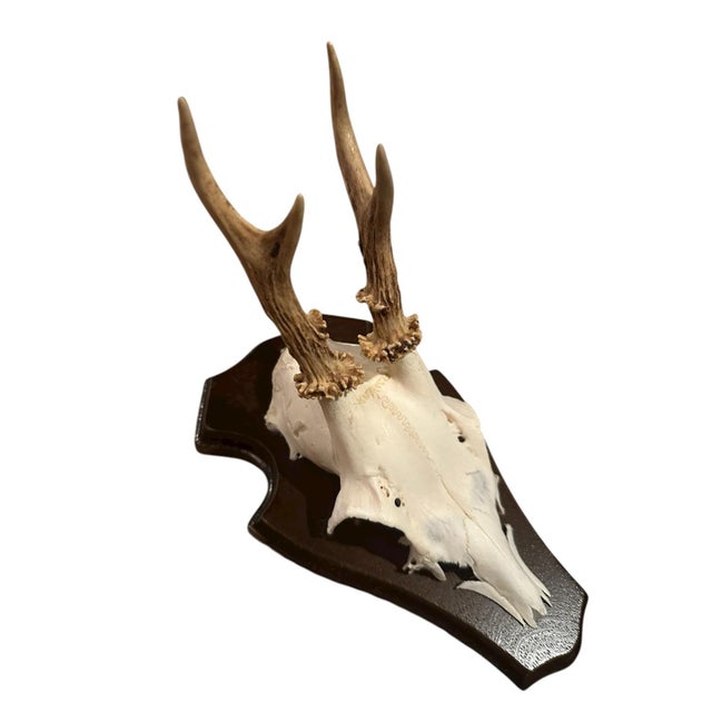 Cabin 1990s Roe Deer Trophy 1 Black Forest Antlers Mount For Sale - Image 3 of 5
