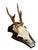 Cabin 1990s Roe Deer Trophy 1 Black Forest Antlers Mount For Sale - Image 3 of 5