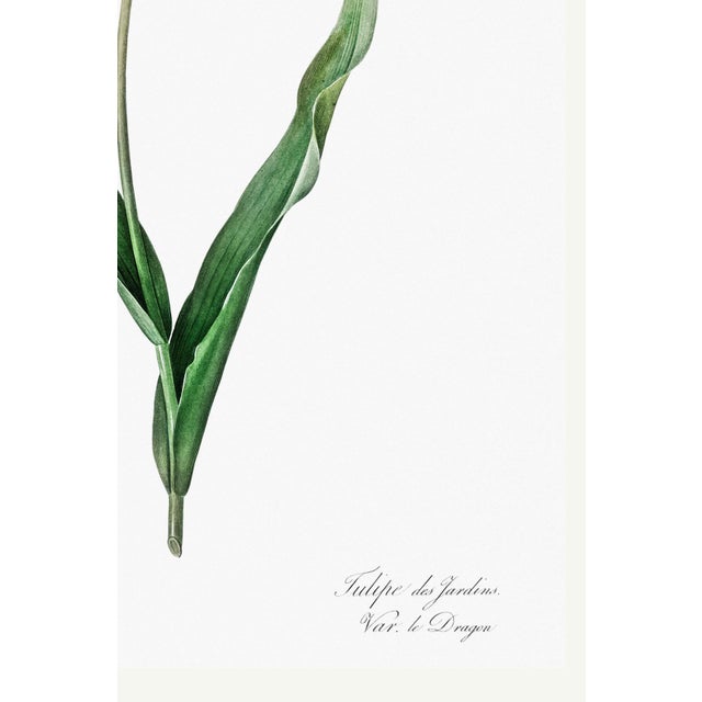 Didier's Tulip by Redouté, Vintage Botanical Art Print, 24" X 32" For Sale In Buffalo - Image 6 of 10