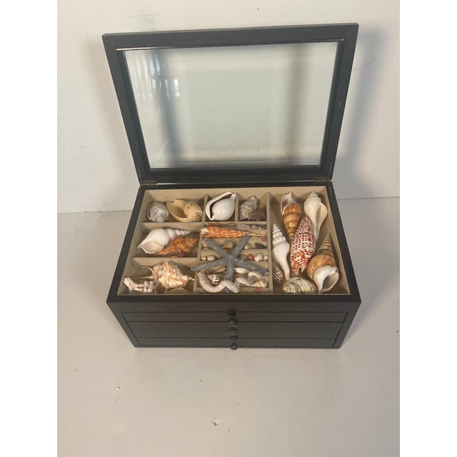 Coastal 1970s Great Sea Shell Collection in Multitier Box For Sale - Image 3 of 5
