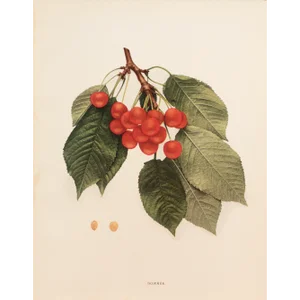 1900s U. P. Hedrick, Original Antique Photogravure of Downer Cherries