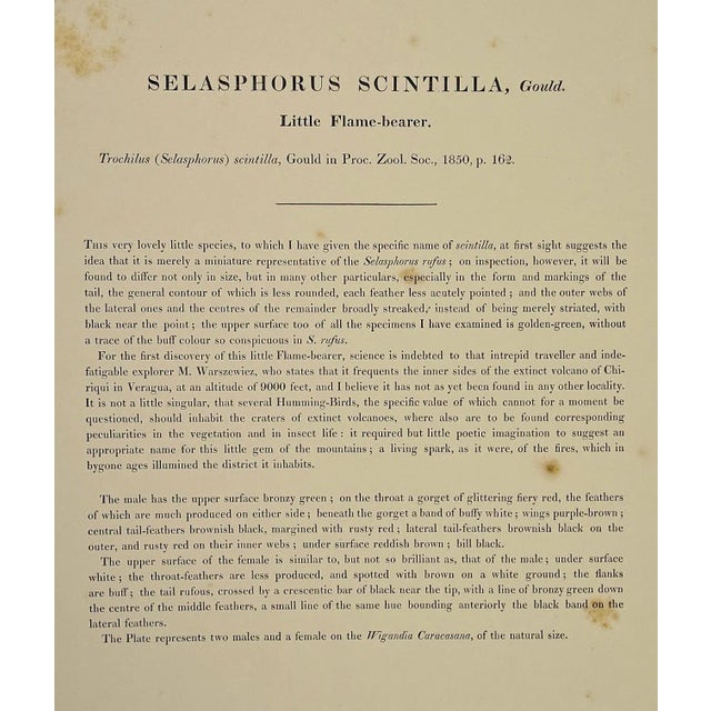 Flame-Bearer Hummingbirds: A 19th Hand-Colored "Selasphorus Scintilla" by John Gould and Henry Constantine Richter 1850 For Sale - Image 9 of 9