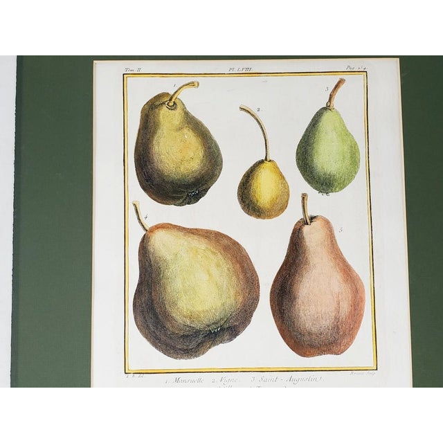 Mid 20th Century Vintage Hand Painted Botanical Lithograph Print Pears - Breant Sculp - L. B. Del - Matted For Sale - Image 5 of 13