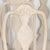 Late 19th Century 19th Century Swedish White Gustavian Dining Chairs, Set of 10 For Sale - Image 5 of 12