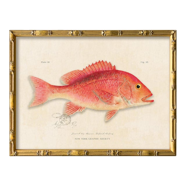 Contemporary Reproduction of Vintage Fish (1) Art Print, Framed For Sale