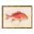 Contemporary Reproduction of Vintage Fish (1) Art Print, Framed For Sale