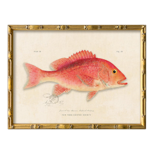 Contemporary Reproduction of Vintage Fish (1) Art Print, Framed