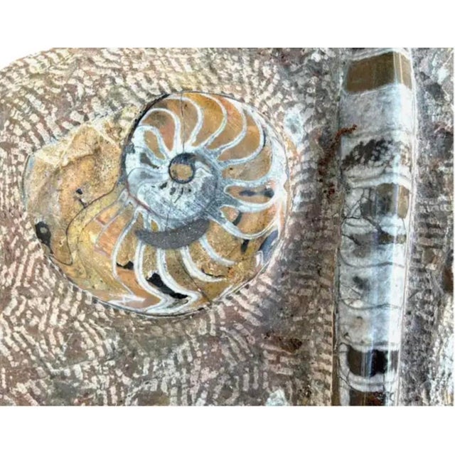 Stone Ammonite and Orthoceras Fossil Plaque - Organic Modern Prehistoric Art For Sale - Image 7 of 10