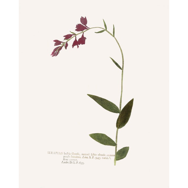 Antique Botanical Set in Oxblood - Set of 8 16" X 20" For Sale - Image 14 of 15