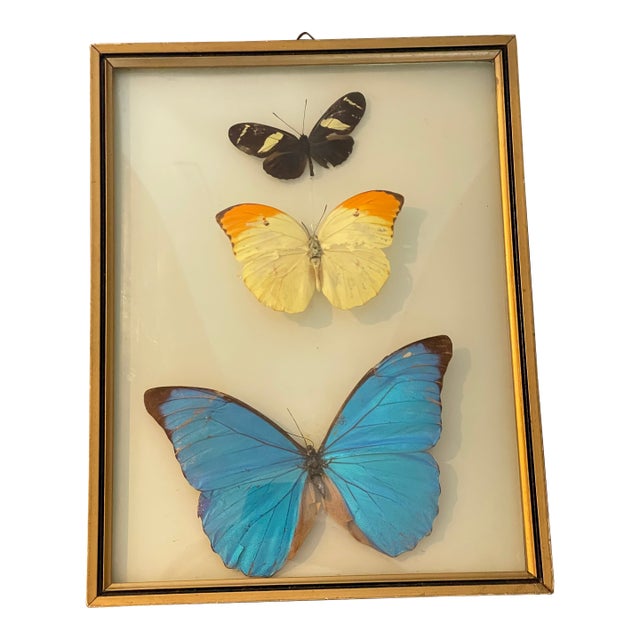 Butterflies Specimens in a Conflex Glass Frame For Sale