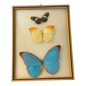 Butterflies Specimens in a Conflex Glass Frame
