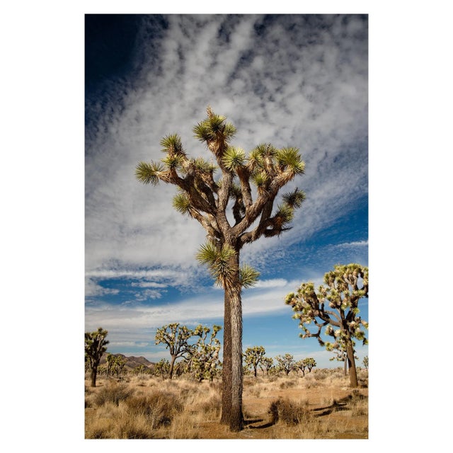 Mark Frohman 5:25pm Joshua Tree' Desert Landscape Photograph - 32" X 48" by Mark Frohman For Sale - Image 4 of 5