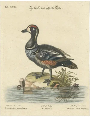 Dark and Spotted Duck by Seligmann, 1770s, Engraving on Paper