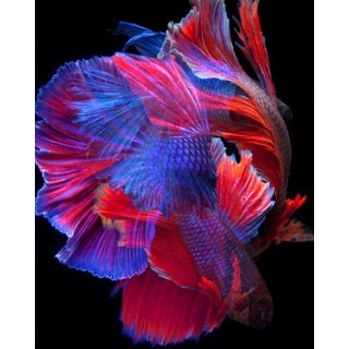"Betta Collage 54" Contemporary Photograph of a Fish For Sale