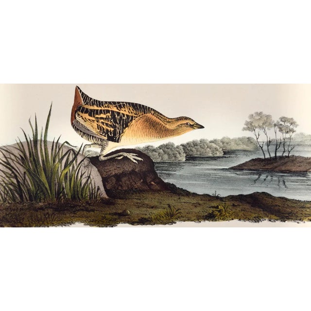 Realism Yellow-Breasted Rail Bird: Original 19th C. Audubon Hand-Colored Lithograph, 1840 For Sale - Image 3 of 5
