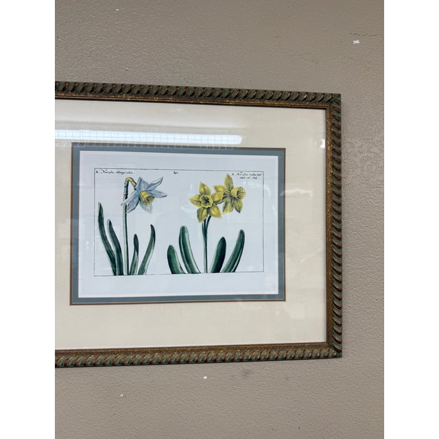 Early 21st Century Daffodil Botanical Art Print, Framed For Sale - Image 5 of 12