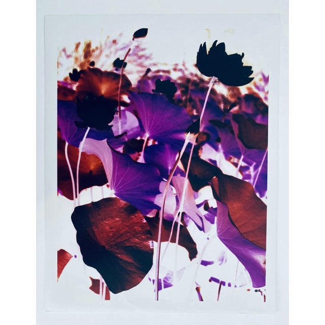Jeffrey Rothstein, Flora Fauna Series Vintage Color Photograph Abstract Flower Fuji Crystal Photo, c.1998 For Sale - Image 4 of 5