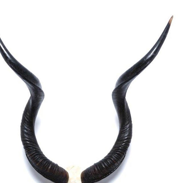 Contemporary Natural Kudu Horn - V Skull For Sale - Image 3 of 4