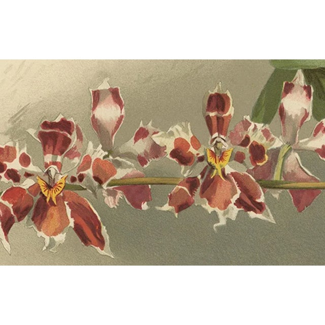 Henry Moon, Orchid Odontoglossum Hybridum Leroyanum, 1888, Paper For Sale - Image 4 of 10