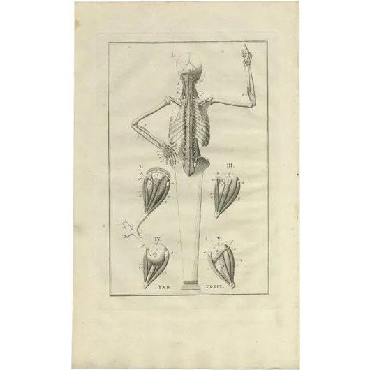 Bartolomeo Eustachi, Anatomy Illustration of the Muscular System, 1798, Print For Sale