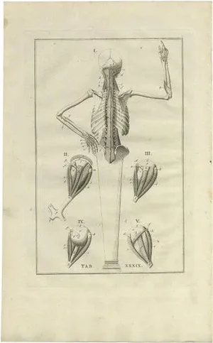 Bartolomeo Eustachi, Anatomy Illustration of the Muscular System, 1798, Print