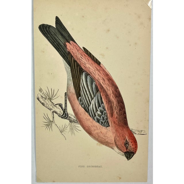 Antique Hand Tinted Bird Print From England Featuring a Red & Black Pine Grossbeak - Circa 1880. Print measures 4 3/8” W x...