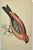 Antique Hand Tinted Bird Print From England Featuring a Red & Black Pine Grossbeak - Circa 1880. Print measures 4 3/8” W x...