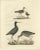Paper Plate XV: The Sandpipers, A Study in Seasonal and Developmental Plumage, 1826, Print For Sale - Image 7 of 7