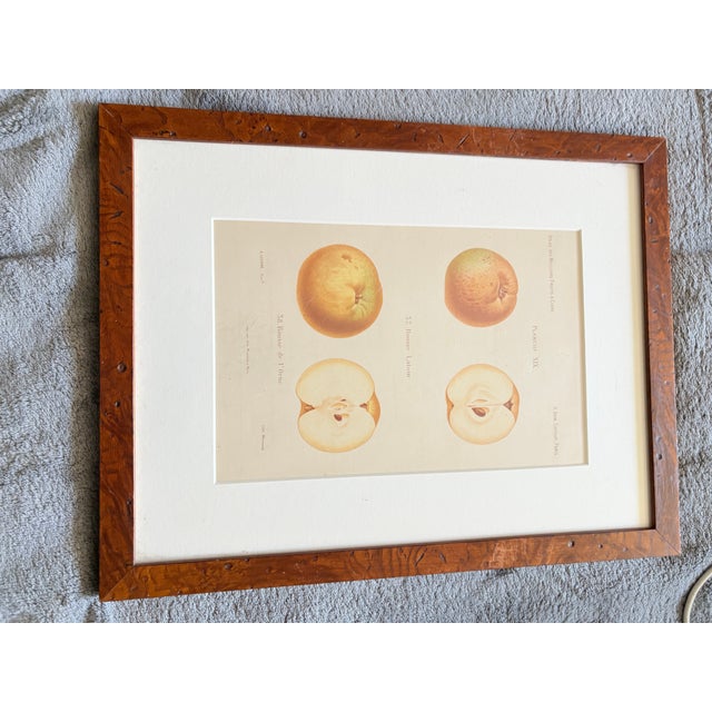 Early 19th Century Series of 4 19th C Hand Colored Engravings of Apples For Sale - Image 5 of 17