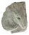 Sirio Pellegrini, Aries Head Sculpture, 1960s, Stone For Sale