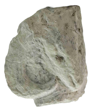 Sirio Pellegrini, Aries Head Sculpture, 1960s, Stone