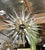 Not Yet Made - Made To Order 21st Century Puntali Sputnik Chandelier by Fabio LTD For Sale - Image 5 of 9