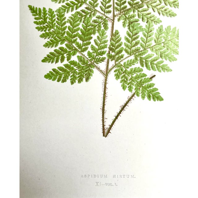 Illustration Antique Botanical Lithograph of a Fern Print by Edward J. Lowe London c.1867 For Sale - Image 3 of 6