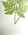 Illustration Antique Botanical Lithograph of a Fern Print by Edward J. Lowe London c.1867 For Sale - Image 3 of 6