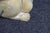 Folk Art Carved Wooden Squirrel Figure For Sale - Image 14 of 14
