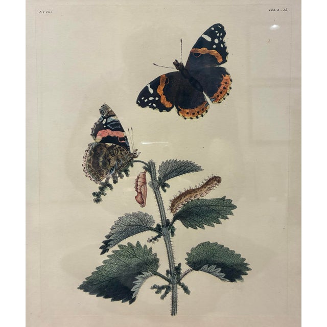 A striking vintage natural history illustration featuring the magnificent Red Admiral butterfly, accompanied by delicate...