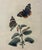 A striking vintage natural history illustration featuring the magnificent Red Admiral butterfly, accompanied by delicate...