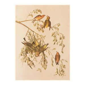 1966 Vintage Farmhouse Cottage Print "Red Crossbill" After John James Audubon