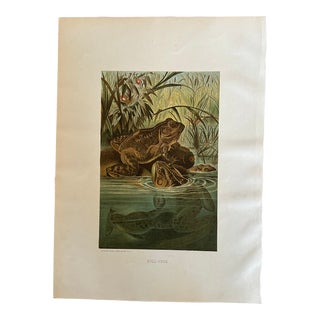 Antique Prang Chromolithograph Print, Bull Frogs in Pond For Sale