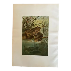 Antique Prang Chromolithograph Print, Bull Frogs in Pond