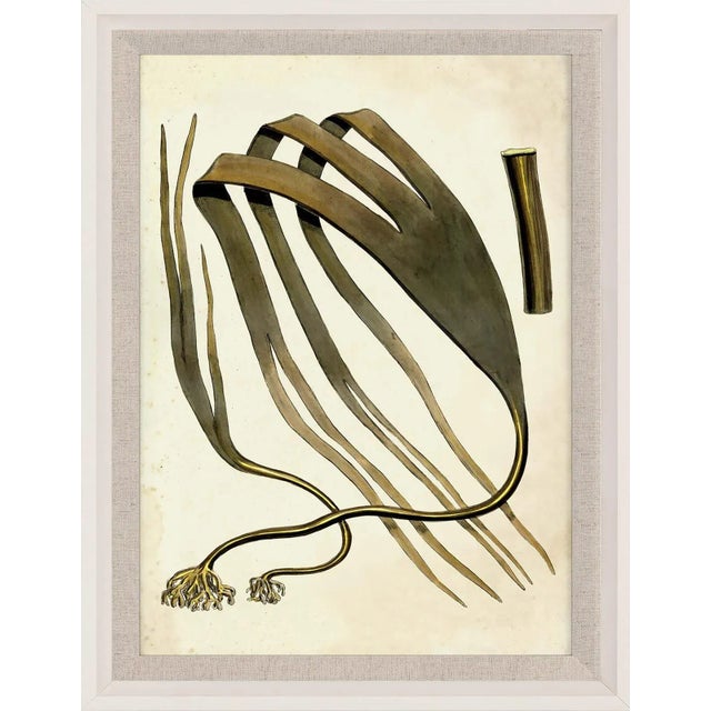 Not Yet Made - Made To Order Harvey Seaweeds, Set Of 4, Framed Artwork For Sale - Image 5 of 6