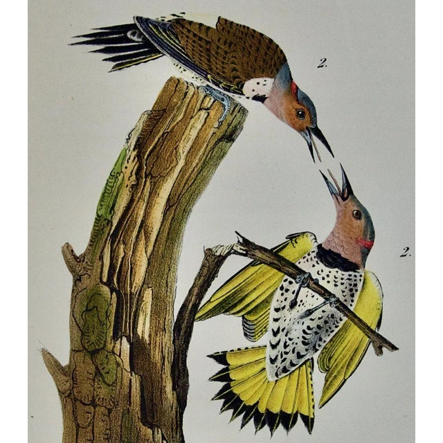 Audubon Golden-Winged Woodpecker: First Octavo Edition Audubon Hand-Colored Lithograph, 1840 For Sale - Image 4 of 5
