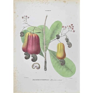 Vincenzo Tenore, Western Cashew, Lithograph, 1870s For Sale