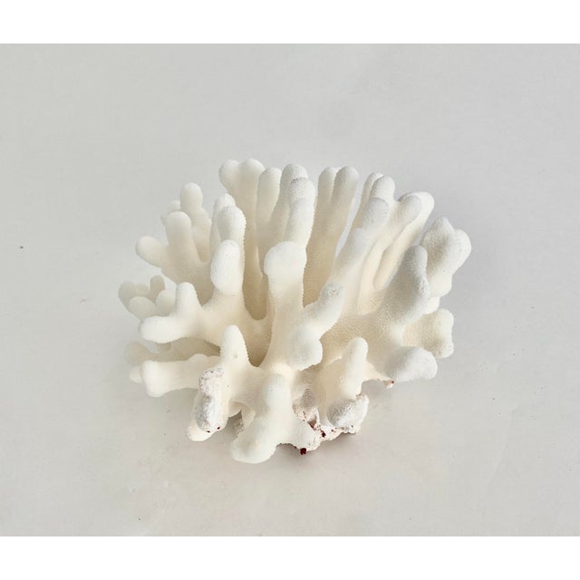 Natural Pacific Elkhorn Coral Specimen For Sale - Image 4 of 7