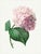 Hydrangea by Pierre-Joseph Redouté, Vintage Botanical Art Print, 18" X 24" For Sale