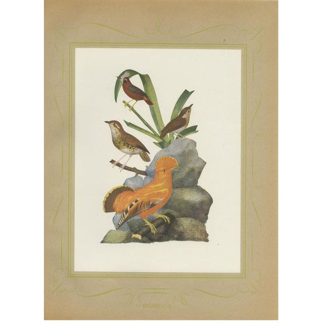 Brazilian Bird Print Guianan Cock-of-the-Rock by Descourtilz, 1944 For Sale - Image 12 of 12