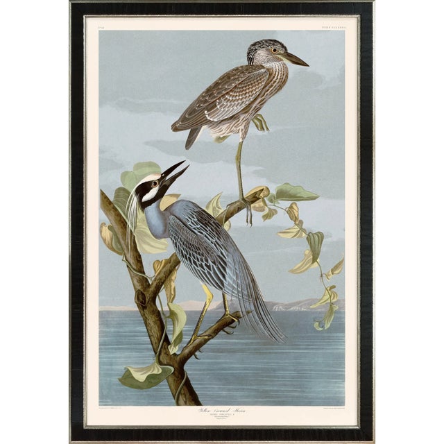 Blue Yellow Crowned Heron Print in Black Veneer With Silver Edge Moulding, After Audubon For Sale - Image 8 of 8